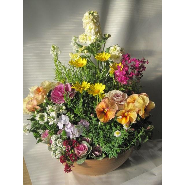 元気に咲く花たちの寄せ植え 【送料無料】沖縄以外 屋外向き 花期：春