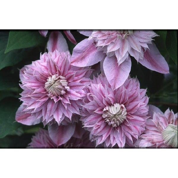 クレマチス２苗セット クレマチス苗 ジョセフィーヌ 2苗セット 【送料無料】 : 花の王国