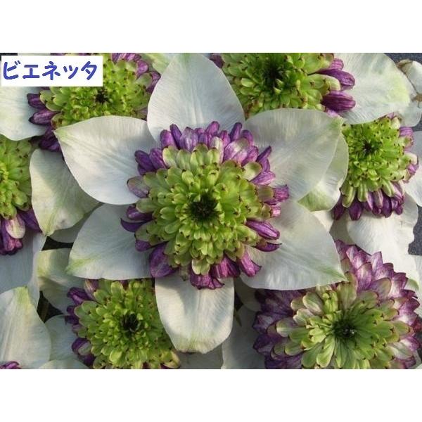 クレマチス苗 ビエネッタ 【送料無料】 : 花の王国 - 通販 - Yahoo