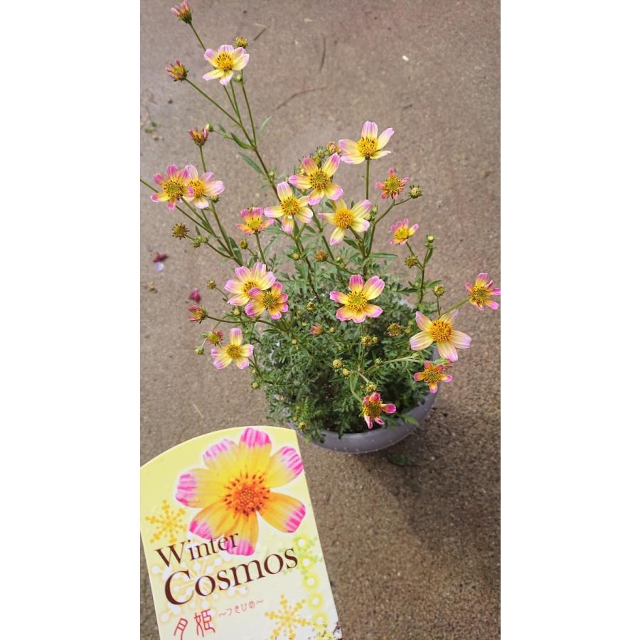 ウィンターコスモス 月姫 ８号鉢 送料無料 W Cosmos01 花の王国 通販 Yahoo ショッピング