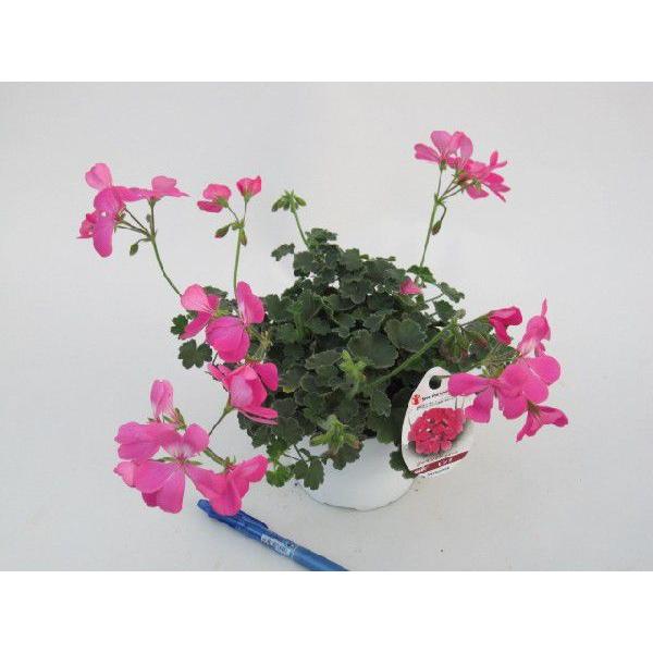 ゼラニウム ツーインワンピンクの苗 12cmポット : 花の王国 ゼラニウム ツーインワンピンクの苗 12cmポット : 花の王国