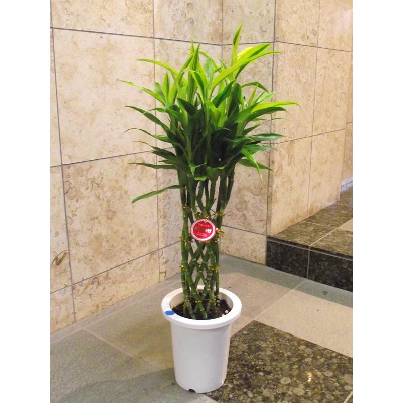 観葉植物 ドラセナ ミリオンバンブー 110cm 8号 Gr Bamb 花の助 通販 Yahoo ショッピング