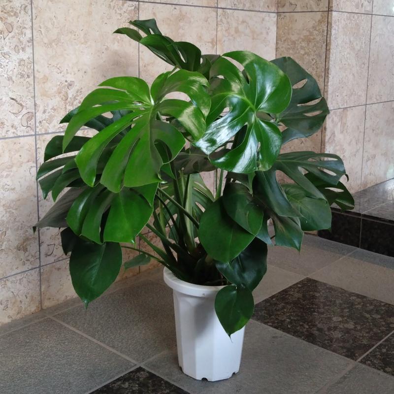 観葉植物 モンステラ 8号鉢入り : 花の助 - 通販 - Yahoo!ショッピング