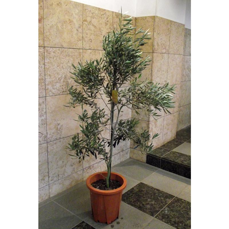 オリーブの木 シンボルツリー 庭木 きれいな樹形です ドライガーデンにも！