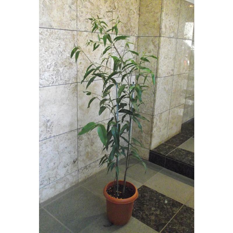 植物 植木 庭木 レモンユーカリ 150cm 現品お届け 会社 店舗 病院等は送料1000円割引あり Gr Yukari 花の助 通販 Yahoo ショッピング