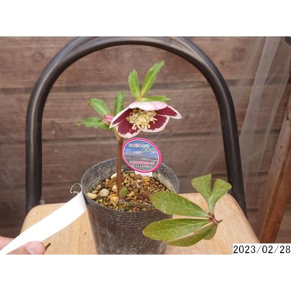 花1ガク0蕾1 開花株3.5号 ”大福”小野寺園芸生産 セミダブル クリスマス