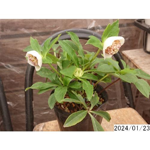 花2ガク0蕾0 開花株4号 在庫なし 多弁セミダブル クリスマスローズ