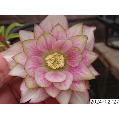 花2ガク0蕾4 開花株4号 ピエラクローリス吉田園芸育種生産 八重 花2ガク0蕾4 開花株4号 ピエラクローリス吉田園芸育種生産 八重