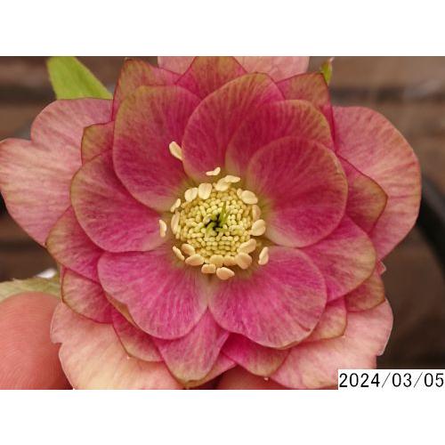 花1ガク0蕾1 開花株4号 新種ピエラ フレア吉田園芸育種生産 八重ダブル