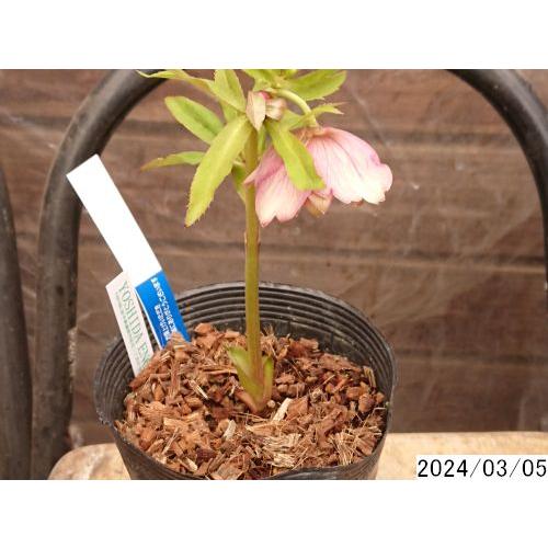花1ガク0蕾1 開花株4号 新種ピエラ フレア吉田園芸育種生産 八重ダブル