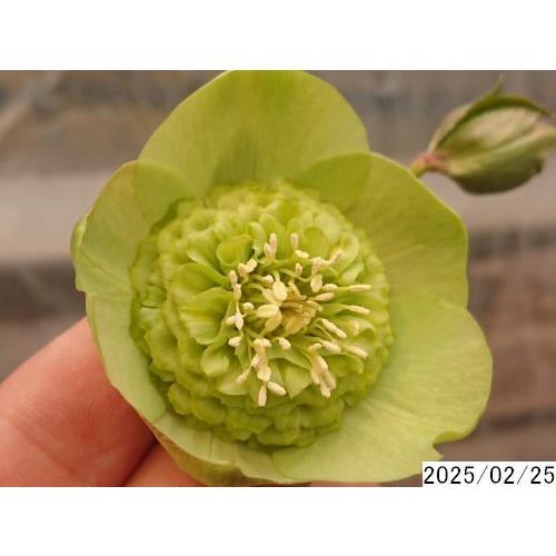 花1ガク0蕾4 開花株4号 在庫なし吉田多弁交配 吉田園芸生産 多弁