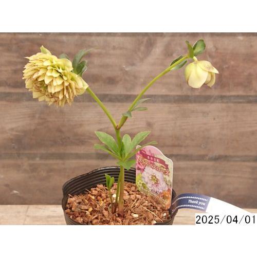 花1ガク0蕾1 開花株4号 レプリコーン 中小輪多花多弁吉田園芸命名品種