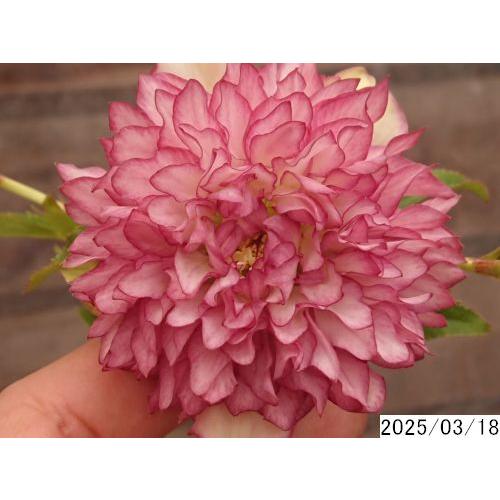 花1ガク0蕾2 開花株4号 剣弁多弁吉田多弁交配 吉田園芸生産 千重咲 超