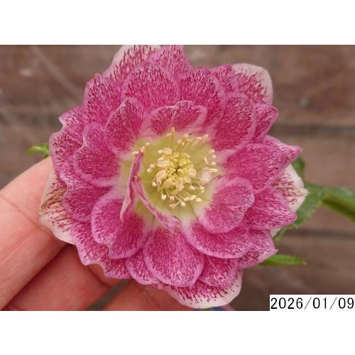 クリームオーレアエッジレッド×超多弁ピンク☆クリスマスローズ交配苗