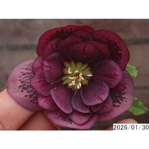 花1ガク0蕾2 開花株3.5号 ”大福” 濃広ブロッチ小野寺園芸生産 八重