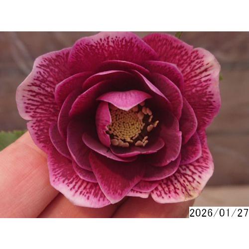 花1ガク0蕾2 開花株3.5号 ”ドリップ”網目ぼかし小野寺園芸生産 八重