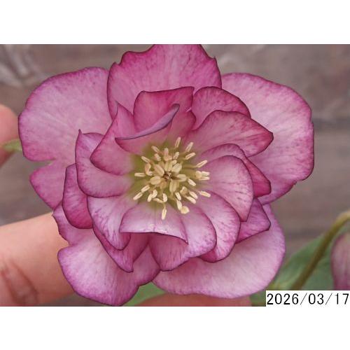 花無し苗3.5号 八重ダブル クリスマスローズu317088 : 花の館 ヤフー店