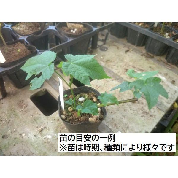 宝石屋さんの アブチロン】 ドレス Dress 苗 : 花の館 ヤフー店 - 通販