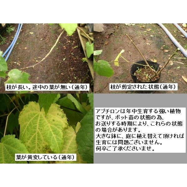 【匿名配送】アブチロン2本 Amazon.co.jp: つる性アブチロン：チロリアンランプ（ウキツリボク）3