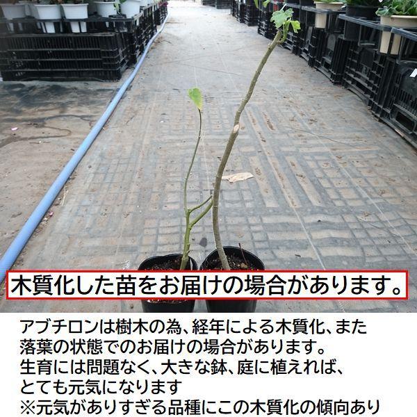 【匿名配送】アブチロン2本 Amazon.co.jp: つる性アブチロン：チロリアンランプ（ウキツリボク）3