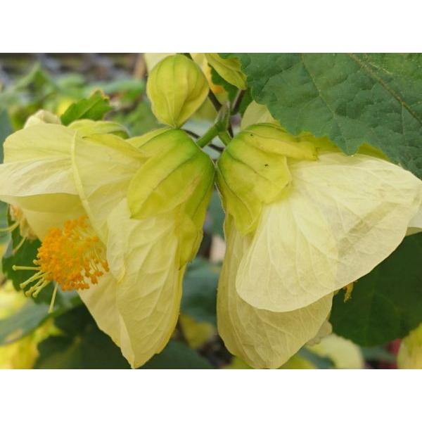 花の館オリジナル アブチロン ベルリボン Abu10 花の館 ヤフー店 通販 Yahoo ショッピング