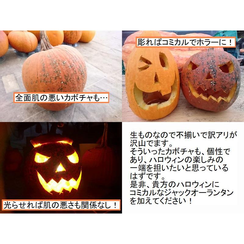 Yahoo ハロウィンカボチャ かぼちゃ ジャックオランタン ハロウィン