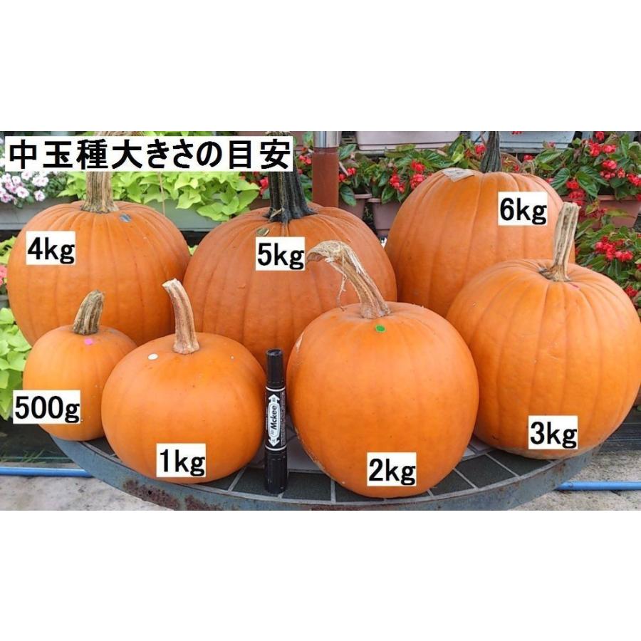 訳あり】ジャック・オー・ランタン用かぼちゃ8個ボリュームセット M