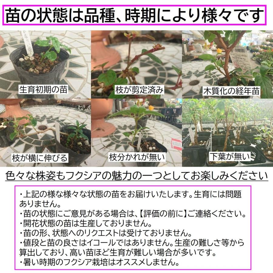 フクシア R.A.F. 苗 : 花の館 ヤフー店 - 通販 - Yahoo!ショッピング
