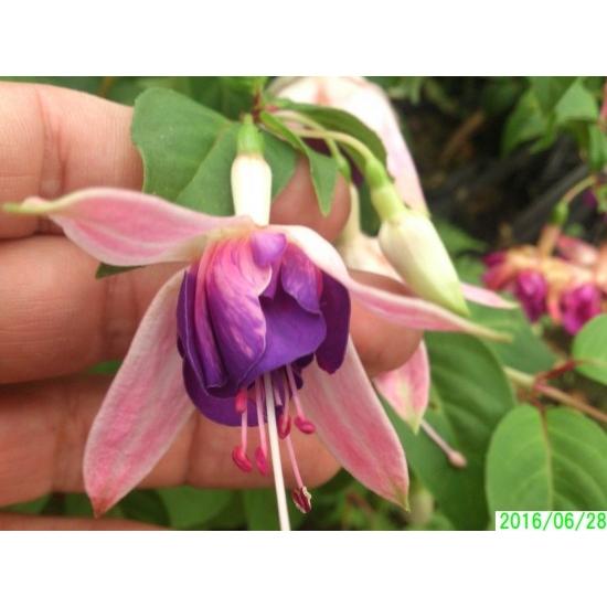 フクシア 色変わり八重 苗 : 花の館 ヤフー店 - 通販 - Yahoo!ショッピング