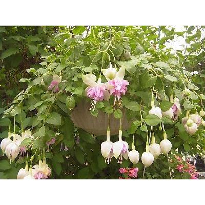 フクシア ウェンディーズビューティ 苗 : 花の館 ヤフー店 - 通販