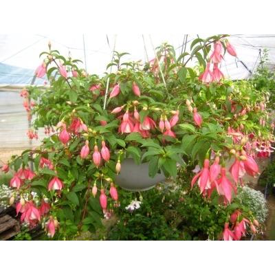 フクシア クローヴァーデイルパール 苗 : 花の館 ヤフー店 - 通販