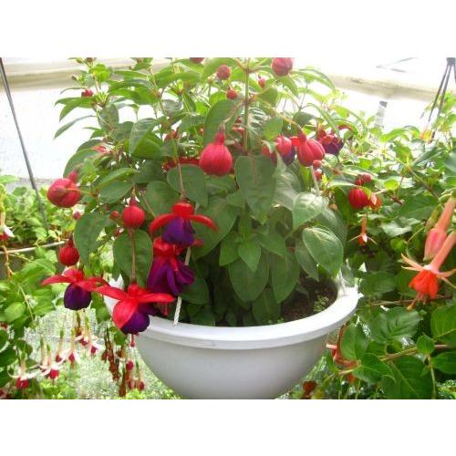 フクシア 伊達紫 苗 : 花の館 ヤフー店 - 通販 - Yahoo!ショッピング