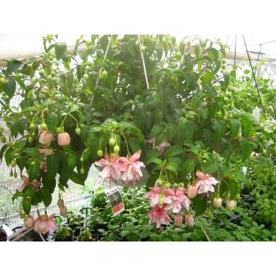 フクシア ティファニー 苗 : 花の館 ヤフー店 - 通販 - Yahoo!ショッピング