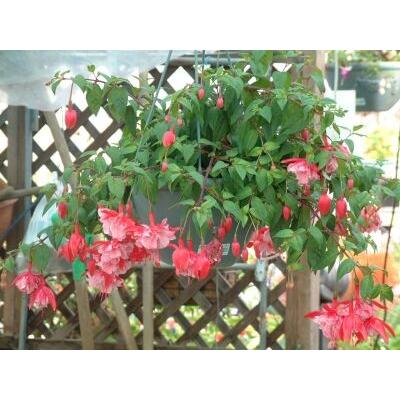 フクシア ニューファシネイション 苗 : 花の館 ヤフー店 - 通販
