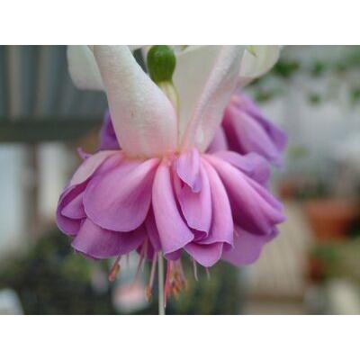 フクシア フェイ 苗 : 花の館 ヤフー店 - 通販 - Yahoo!ショッピング