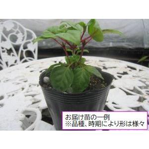 フクシア フェイ 苗 : 花の館 ヤフー店 - 通販 - Yahoo!ショッピング