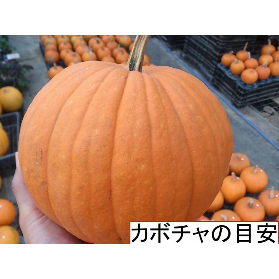 ハロウィン ジャックオーランタン用かぼちゃ 中玉種s 1kg Hal001 花の館 ヤフー店 通販 Yahoo ショッピング