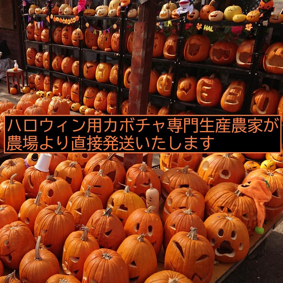 ハロウィン ジャックオーランタン用かぼちゃ 中玉種ML 3kg 4個セット