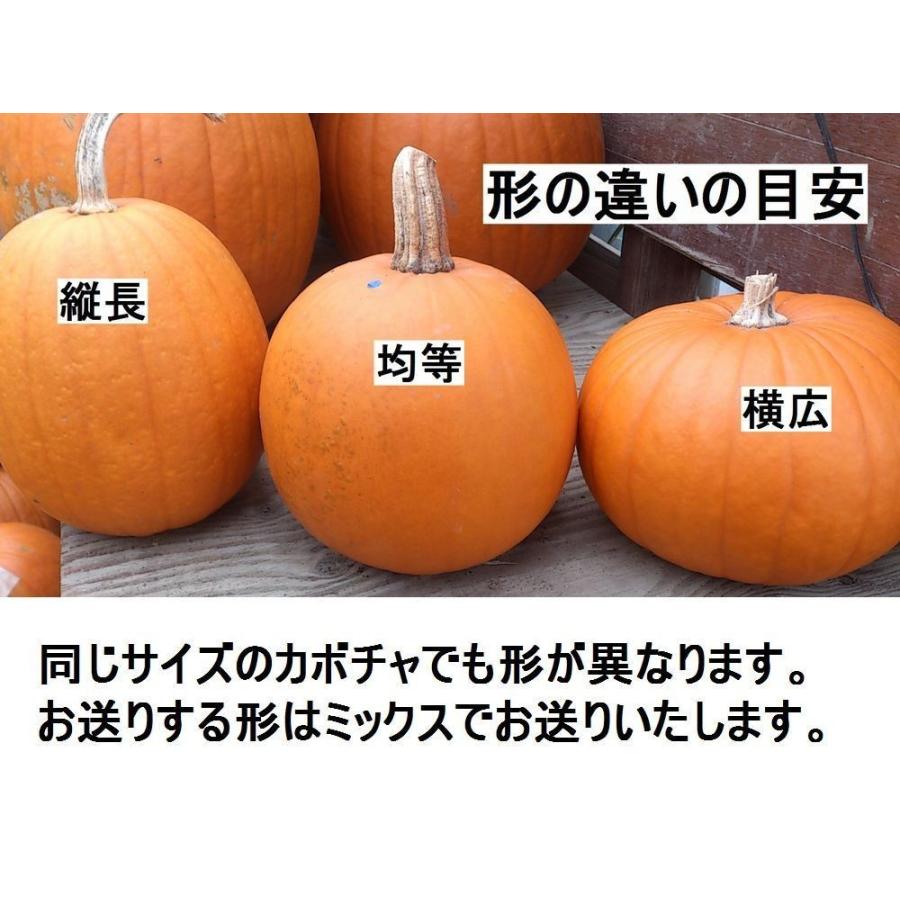 ハロウィン ジャックオーランタン用かぼちゃ 中玉種LL 7-8kg : 花の館