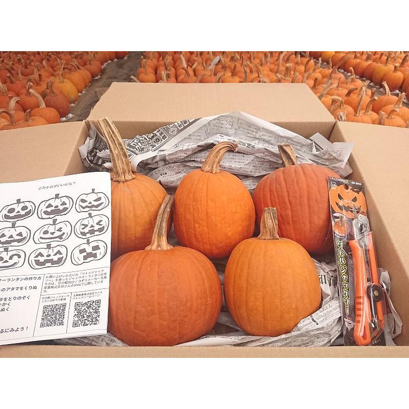 ジャックオーランタン初心者ボリュームセット｜Sサイズ1kgかぼちゃ 5