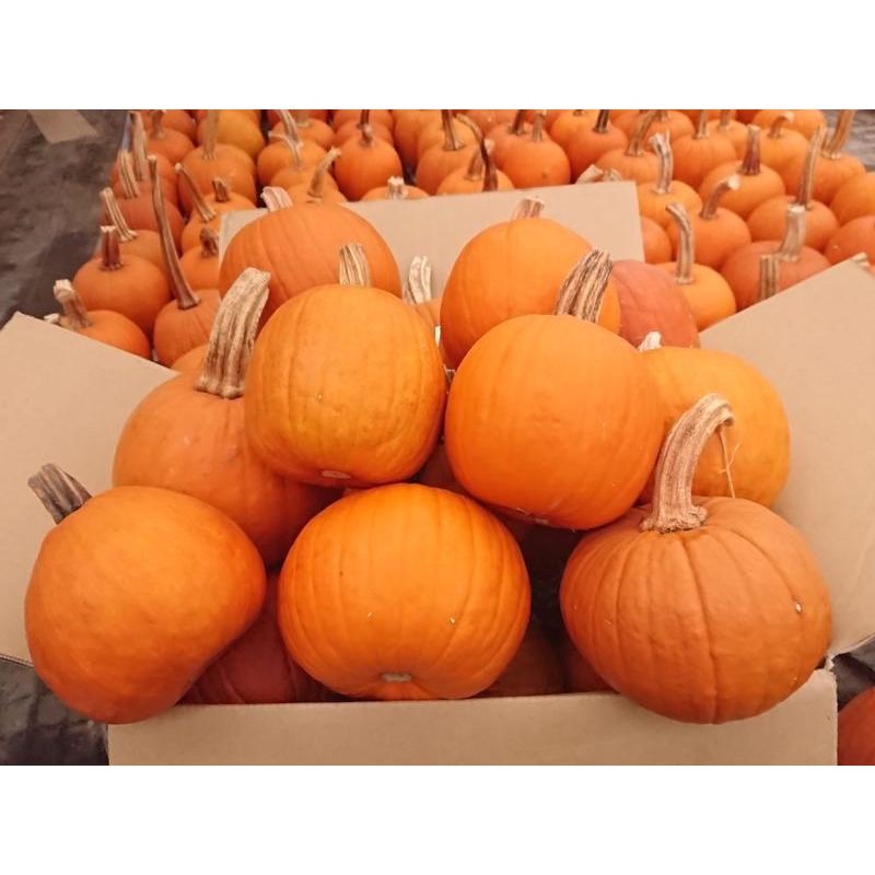 ハロウィン ジャックオーランタン用かぼちゃ 中玉種S 1kg 15個セット +