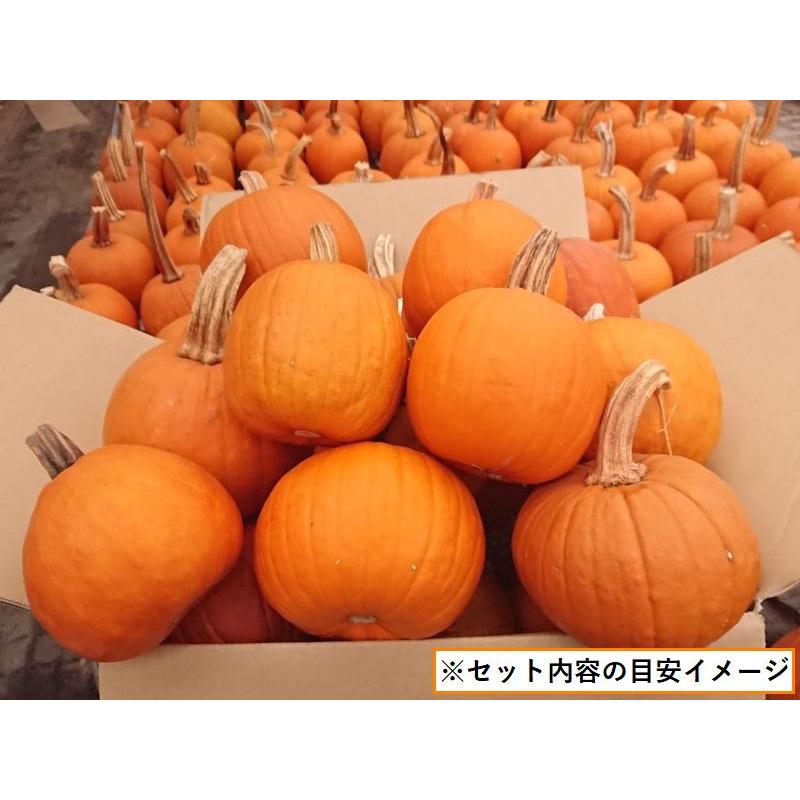 ハロウィン ジャックオーランタン用かぼちゃ 中玉種S 1kg 15個セット +