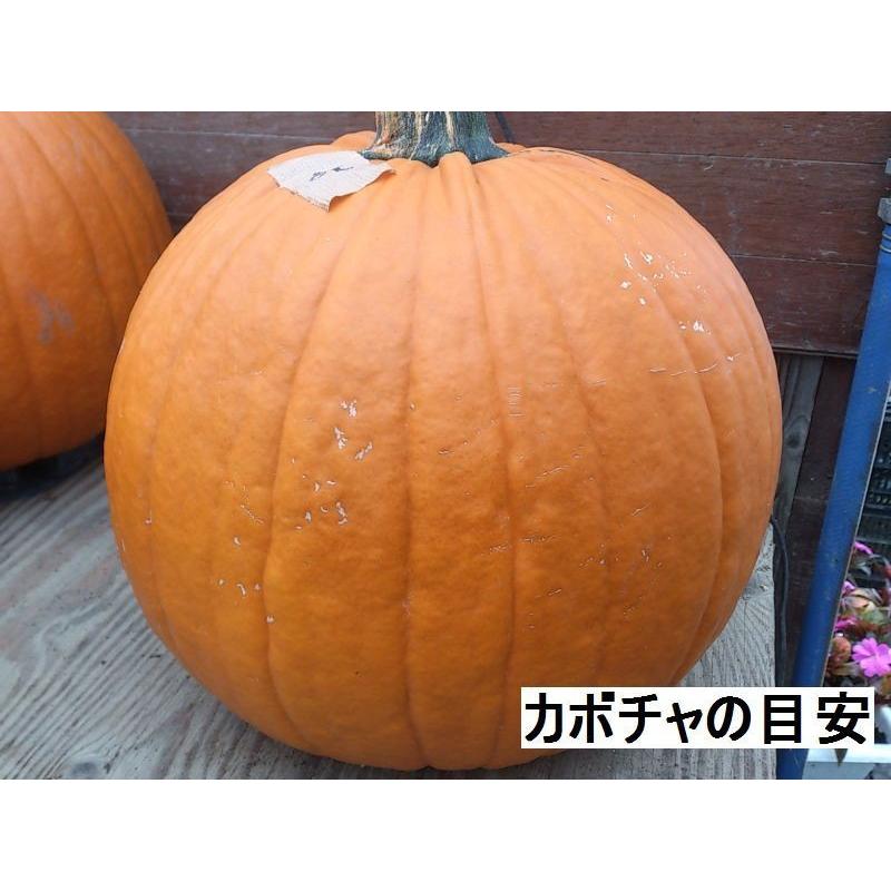 ハロウィン ジャックオーランタン用かぼちゃ 中玉種l 4kg 5kg Bibiana Com Br