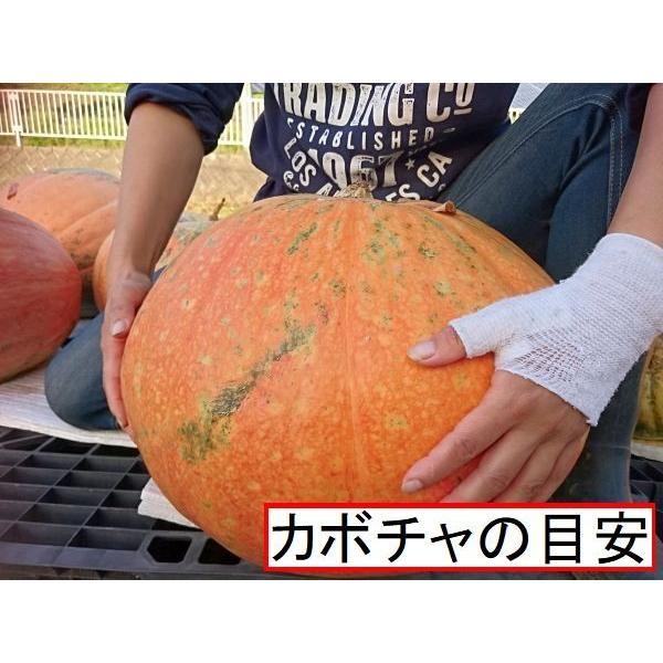 買取り実績 ハロウィン用巨大種かぼちゃ 特大サイズ 縦置きかぼちゃ型