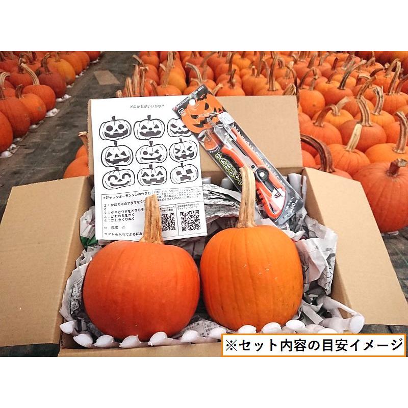 ジャックオーランタン初心者セット｜Sサイズ1kgかぼちゃ 2個 + 専用