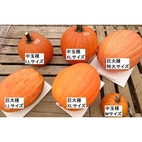 ハロウィン ジャックオーランタン用中玉種かぼちゃ 種 花の館厳選採取 Haltane01 花の館 ヤフー店 通販 Yahoo ショッピング