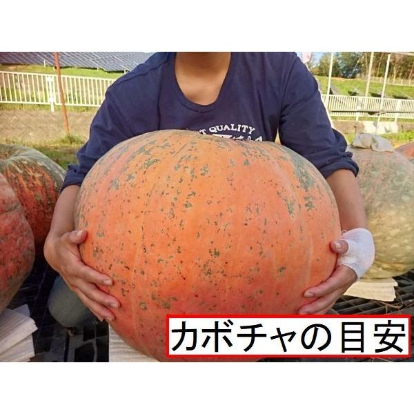 ハロウィン 巨大種かぼちゃ 種 花の館厳選採取 : 花の館 ヤフー店 