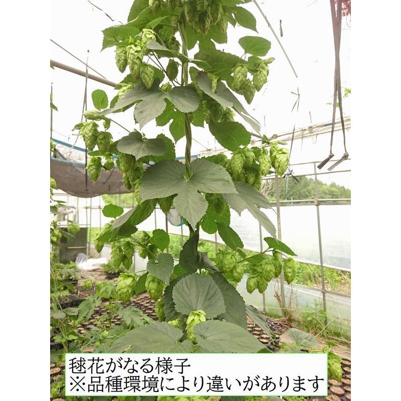 自家栽培 生ホップ 50g　毬花　カスケード　50グラム ホップ カスケード Cascade 3.5号苗 雌株 : 花の館 ヤフー店 - 通販