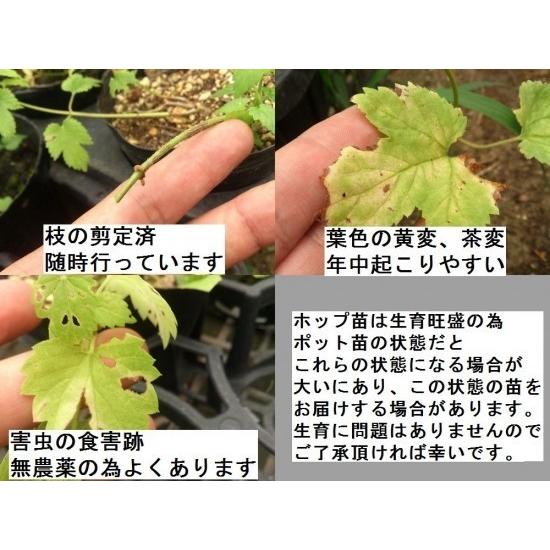 ホップ ヴィスタ 3.5号苗 雌株 : 花の館 ヤフー店 - 通販 - Yahoo