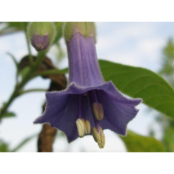 ミニエンジェルストランペット イオクロマ ブルー 苗 Io01 花の館 ヤフー店 通販 Yahoo ショッピング